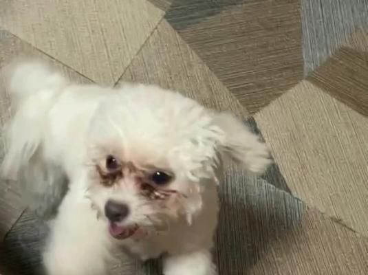 如何彻底清理比熊犬耳螨（以宠物健康为出发点）