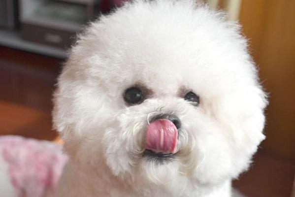 比熊犬感冒治疗全指南（宠物专属药方）