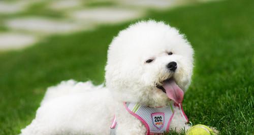 比熊犬生病时应该如何饮食（探究比熊犬生病时的饮食原则与注意事项）