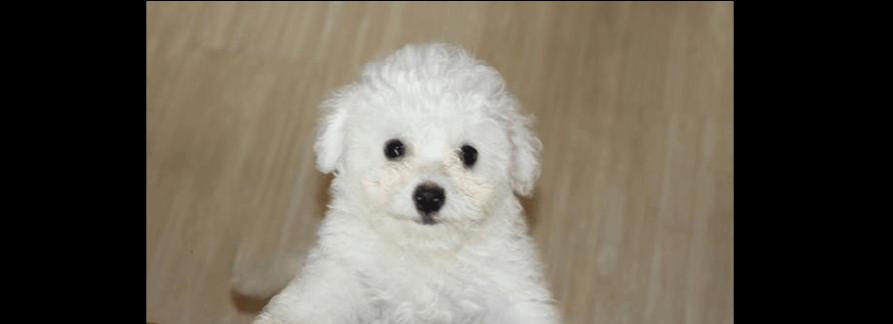 比熊犬生病时应该如何饮食（探究比熊犬生病时的饮食原则与注意事项）