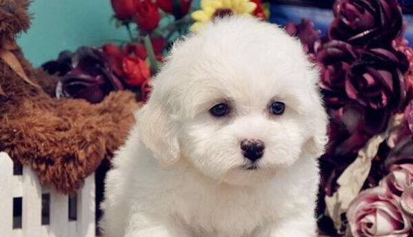 如何管理过度活泼的比熊犬（宠物训练的技巧和建议）