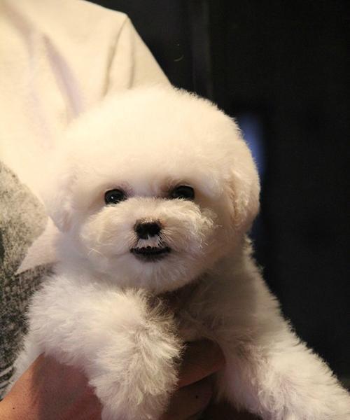 为什么比熊犬会拉软便（探讨比熊犬拉软便的原因及解决方法）