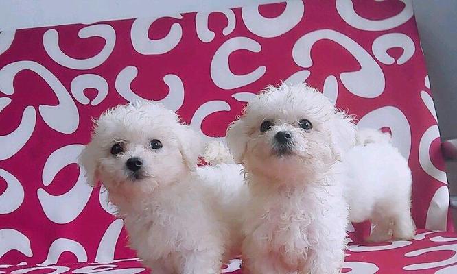如何区分纯种比熊犬（识别纯种比熊犬的方法和技巧）