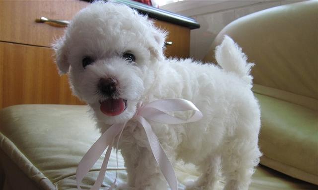 如何区分纯种比熊犬（识别纯种比熊犬的方法和技巧）
