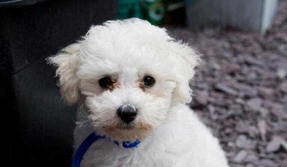 如何让你的比熊幼犬爱上软狗粮？