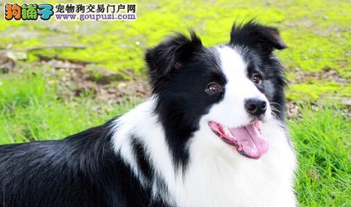 如何以合理的价格养一只优秀的边牧（宠物成本分析及节约方法）