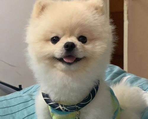 博美狗狗肥胖带来的健康危害（宠物的健康也需要关注）