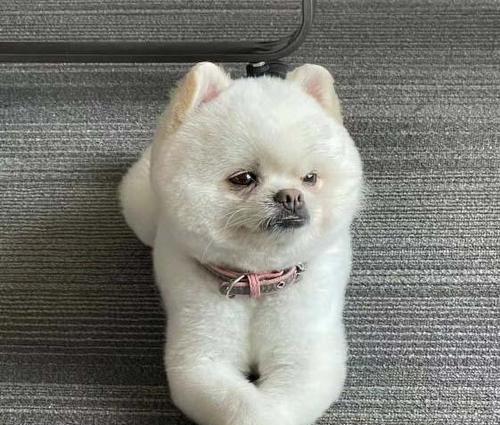 博美狗狗肥胖带来的健康危害（宠物的健康也需要关注）