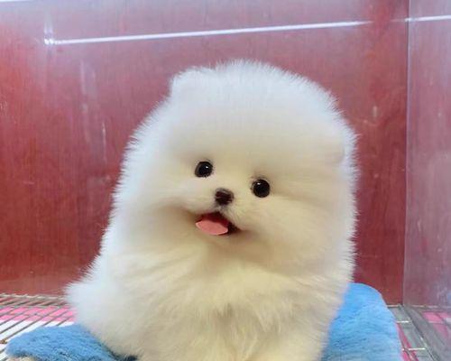 如何科学喂养三个月大的博美犬（从饮食到训练）