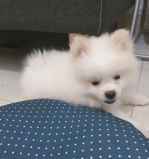 如何科学喂养三个月大的博美犬（从饮食到训练）