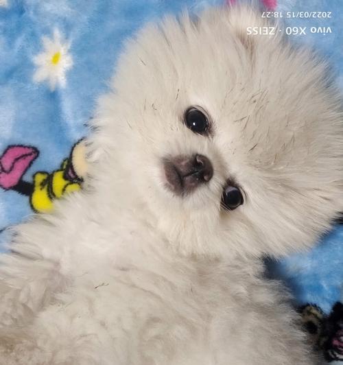 如何科学喂养三个月大的博美犬（从饮食到训练）