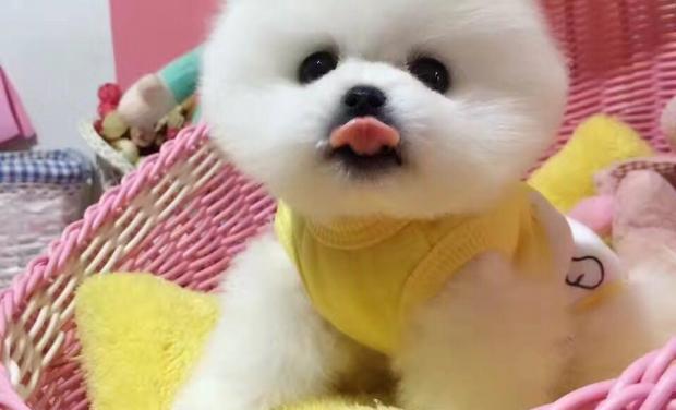 如何识别纯种博美犬（以宠物为主）