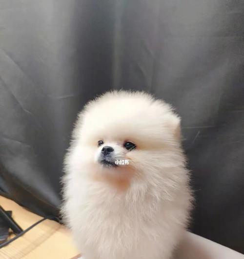 让宠物博美犬告别泪痕的8种方法（以宠物为主）