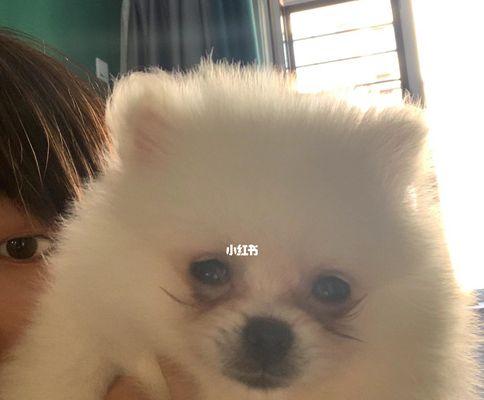 让宠物博美犬告别泪痕的8种方法（以宠物为主）