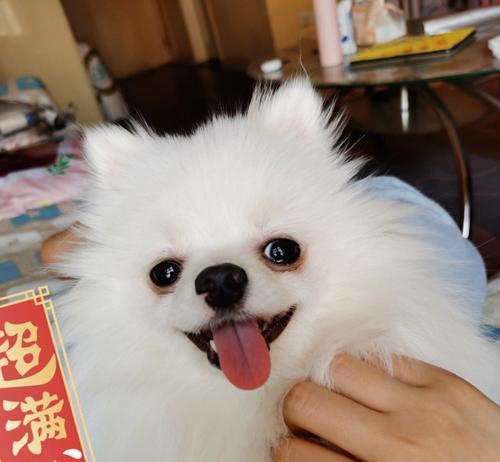让宠物博美犬告别泪痕的8种方法（以宠物为主）