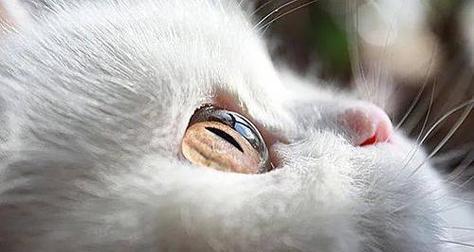 保护宠物，不可打猫咪头部（以爱之名）