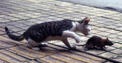 保护宠物，不可打猫咪头部（以爱之名）