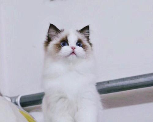 迷人的布偶猫——猫咪图片大全（萌宠爱好者必看）
