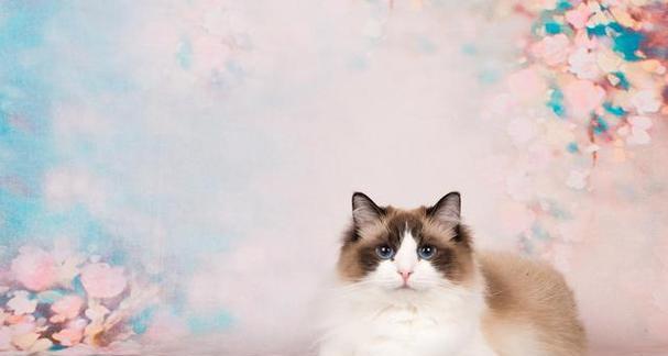 布偶猫的高价值之谜（探究布偶猫为何如此昂贵）