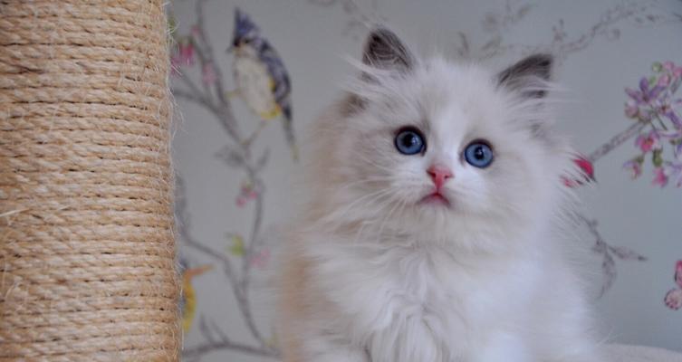 布偶猫的高价值之谜（探究布偶猫为何如此昂贵）