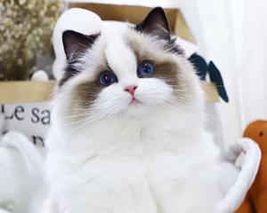 布偶猫的高价值之谜（探究布偶猫为何如此昂贵）