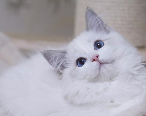 如何评判布偶猫幼猫的品质（以宠物为主）