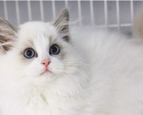 如何评判布偶猫幼猫的品质（以宠物为主）