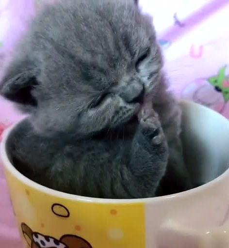茶杯猫能否繁殖（探究茶杯猫生育的可能性和可行性）