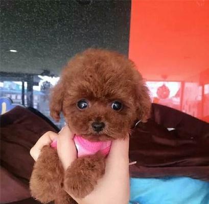 茶杯犬泰迪肩高多少合适（了解泰迪肩高）