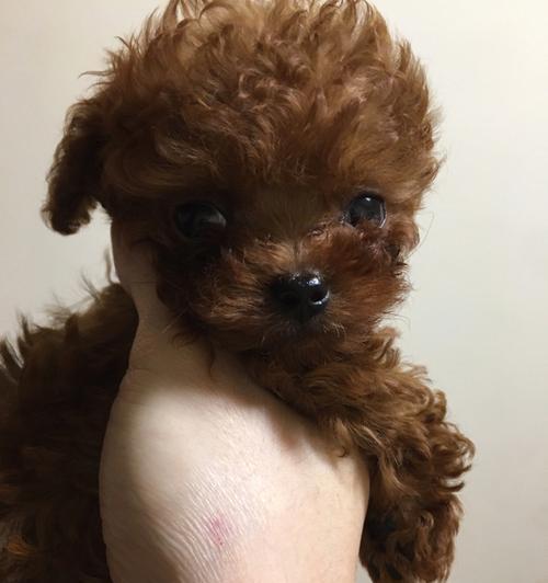 茶杯犬泰迪肩高多少合适（了解泰迪肩高）