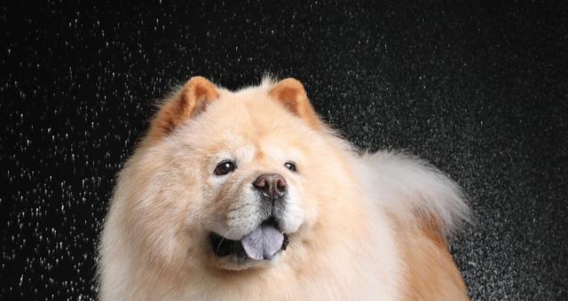 如何让你的宠物柴犬健康增重（以营养均衡的饮食为基础）