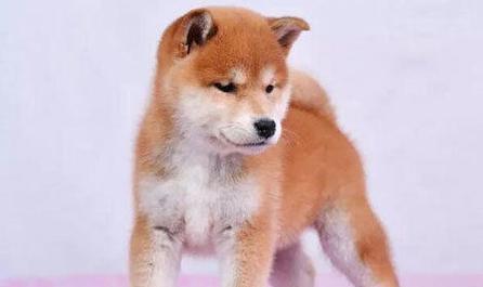 松柴犬——一种独特的宠物品种（以柴犬和松狮生的狗狗为主题）