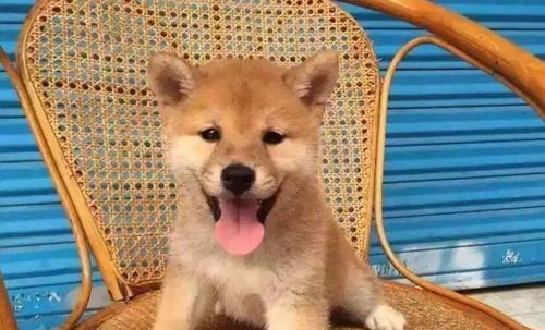 松柴犬——一种独特的宠物品种（以柴犬和松狮生的狗狗为主题）