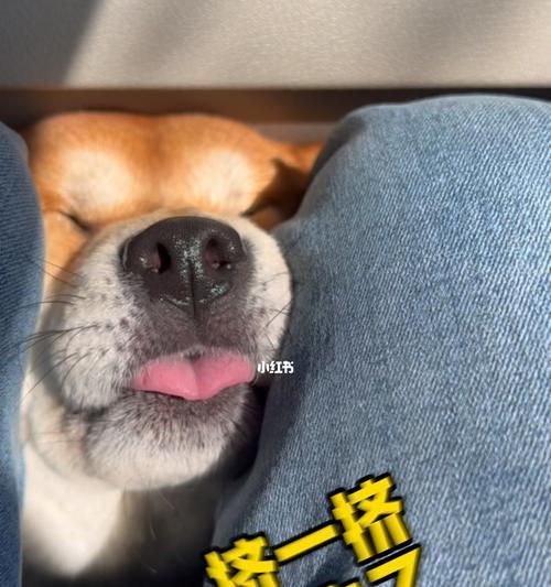 松柴犬——一种独特的宠物品种（以柴犬和松狮生的狗狗为主题）