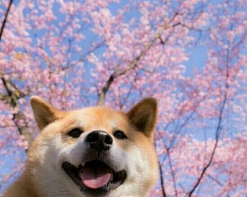 如何科学喂养你的柴犬（每天几点喂狗粮最好）