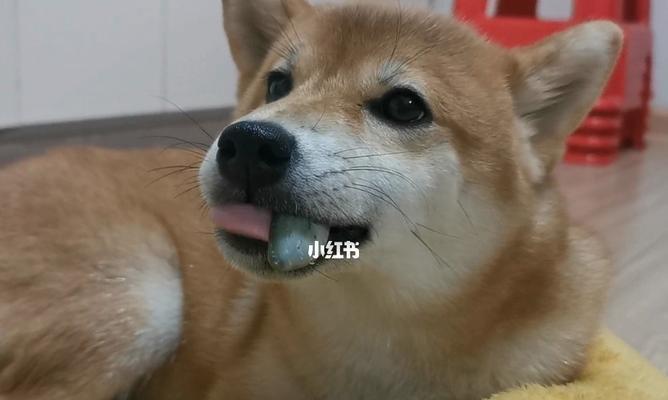 为什么我的柴犬早上总是呕吐（探究柴犬早上呕吐的原因及解决方法）