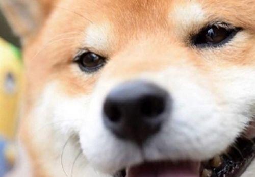 为什么我的柴犬早上总是呕吐（探究柴犬早上呕吐的原因及解决方法）