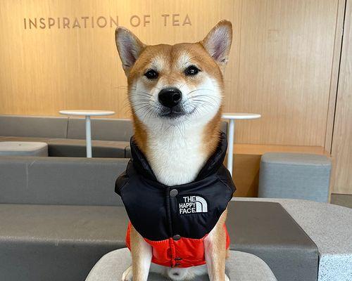 如何解决宠物柴犬厌食不吃问题（实用技巧帮你喂养健康的柴犬宠物）
