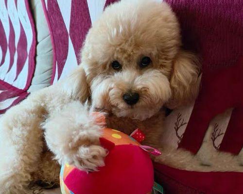如何解决宠物柴犬厌食不吃问题（实用技巧帮你喂养健康的柴犬宠物）