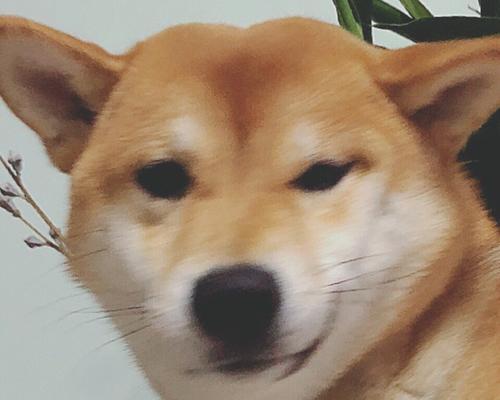 如何解决宠物柴犬厌食不吃问题（实用技巧帮你喂养健康的柴犬宠物）