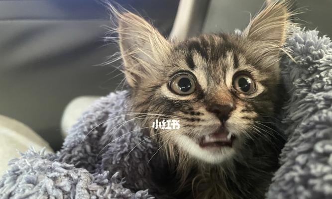 长毛狸花猫也叫什么（探寻长毛狸花猫的别名及其魅力）
