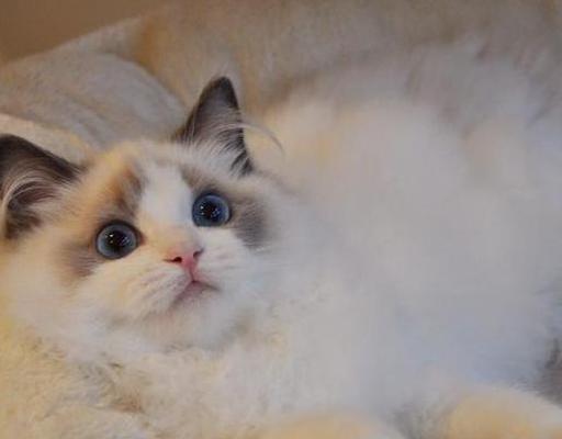 长毛猫掉毛的原因与解决方法（宠物爱好者必读）