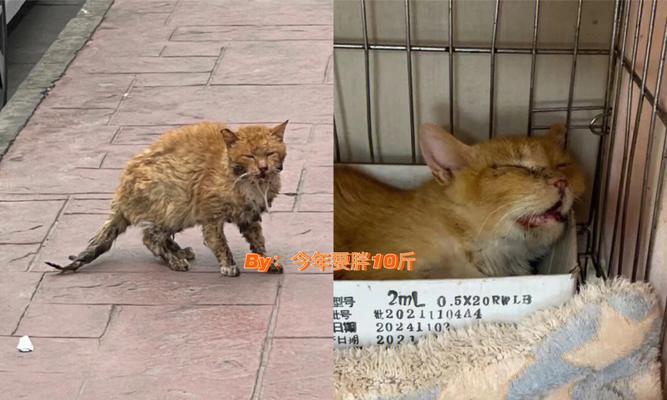 成都宠物绝育，让猫咪更健康（推荐值得信赖的绝育机构）