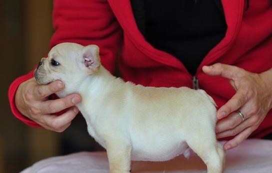成年法斗犬的科学喂养（掌握科学喂养技巧）