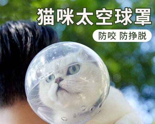 成年猫攻击小猫的原因及预防方法（宠物猫领域的必知知识）
