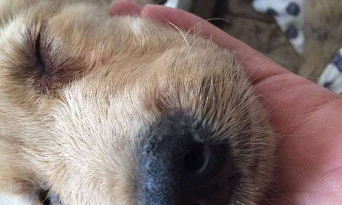 成年犬瘟的治疗方法详解（宠物狗遇上成年犬瘟怎么办）