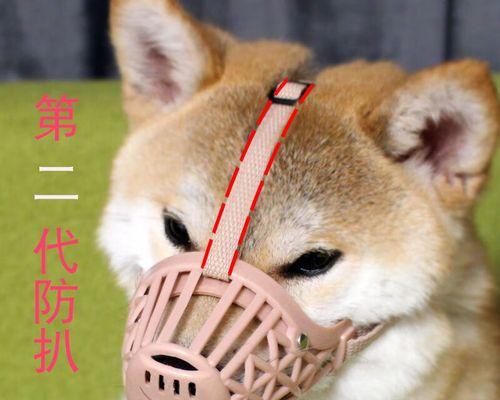 成犬泰迪的饮食搭配指南（健康饮食方案）