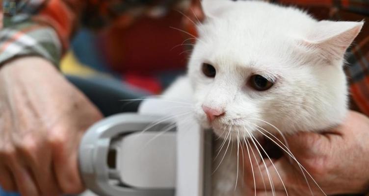 15种食物，让你的猫咪拥有完美的毛发（15种食物）