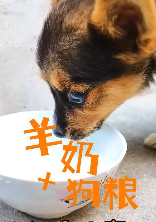 宠物狗的健康与营养（羊奶的正确配水方法及其对宠物狗的益处）