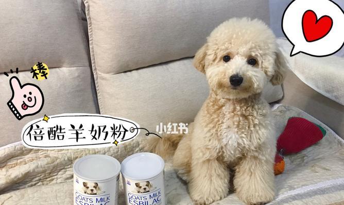 宠物狗的健康与营养（羊奶的正确配水方法及其对宠物狗的益处）
